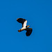 Lapwing