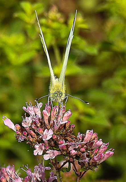 20210724 1920CPw [D~LIP] Dost (Origanum vulgare), Kleiner Kohlweißling (Pieris rapae), Bad Salzuflen