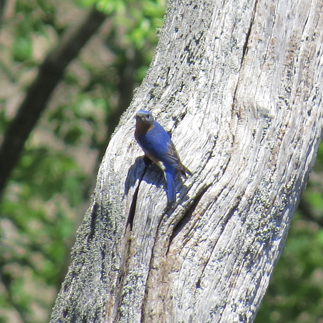 Male eastern bluebird