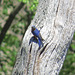 Male eastern bluebird