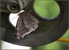 Mourning cloak butterfly tucking in