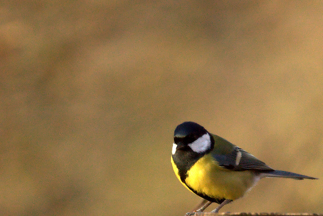 Mésange charbonnière