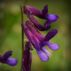 La Vesce jargeau, Vesce craque (Vicia cracca) aussi appelée Pois à crapaud