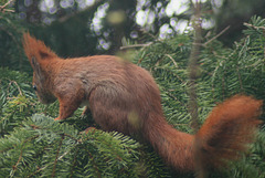 Red Tree Squirrel Male another intruder M25-01