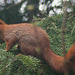 Red Tree Squirrel Male another intruder M25-01