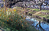 Wild flowers on the bank