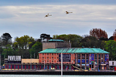 Swan pair flying over Weymouth beach