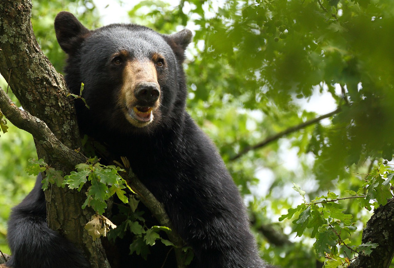 Ours couché dans les branches ( c'est la premiere fois que je photographie un ours... au dessus de moi )