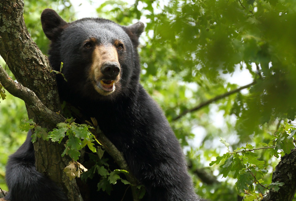 Ours couché dans les branches ( c'est la premiere fois que je photographie un ours... au dessus de moi )