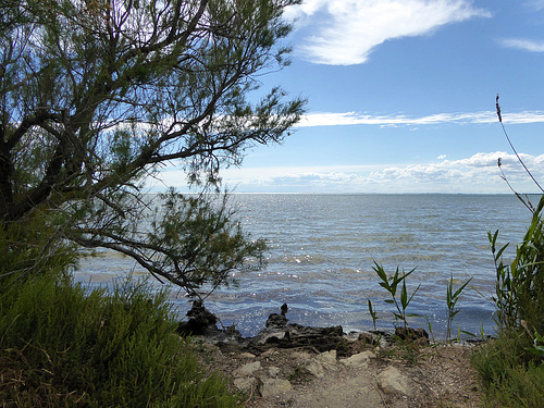 Camargue