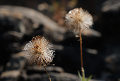 Poesia da Terra Sedenta, Thirsty Land Poetry