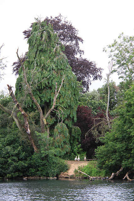 Roath Park Lake