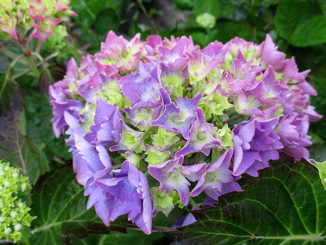 le temps des hortensias est revenu