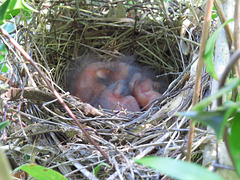 Three baby cardinals