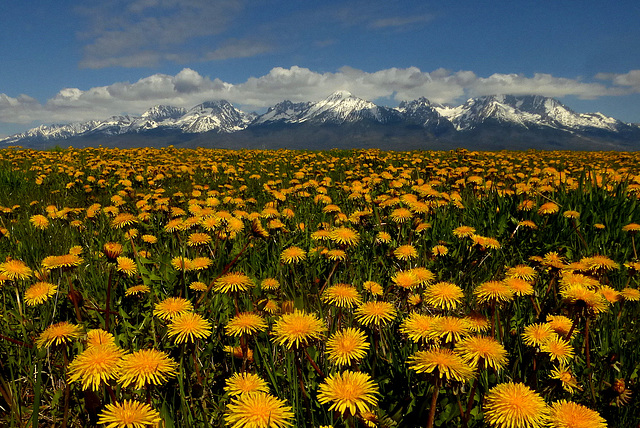 Dandelion sea