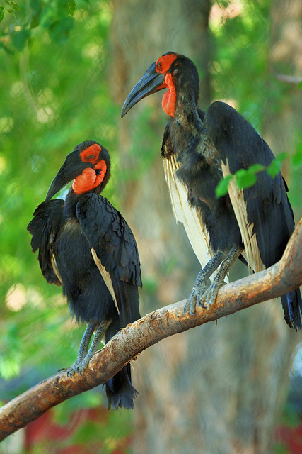 hornbills DSCF0650 08172020