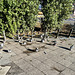 Berlin 2023 – Pigeons preparing for the day