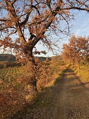 The guardian oak.