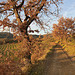 The guardian oak.