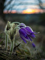 Last Light and Wild Grace