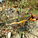 Western Willow Spreadwing - Lestes viridis 16-09-2009 08-59-04