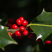 20140908 4897VRAw [NL] Ilux, Terschelling