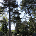 lavender hill cemetery, cedar rd., enfield, london