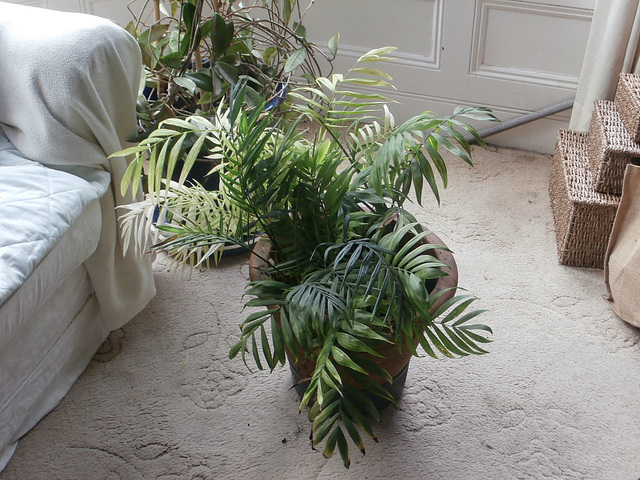 The repotted palms and hoya