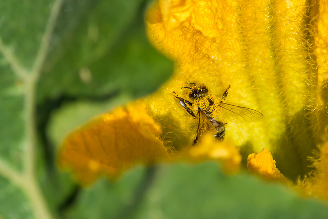 Bienencamouflage