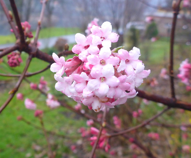 Duftschneeball - Winterschneeball (Viburnum farreri, syn. Viburnum fragrans)