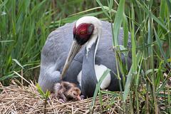 White-naped Crane and chick