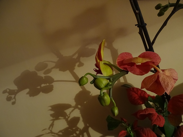 Shadow and flower