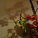Shadow and flower
