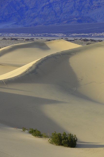 Mesquite Flat Sand Dunes