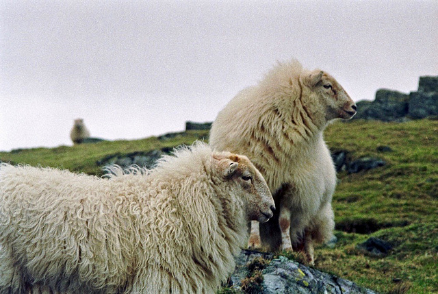 Sheep near Cell Fechan (Scan from 1993)