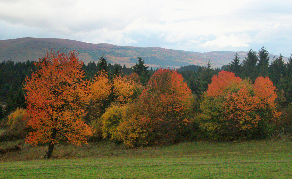 Burning autumn