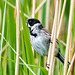 Reed bunting