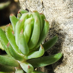 20200315 6767CPw [D~LIP] Felsenfetthenne (Sedum rupestre agg), Insekt, UWZ, Bad Salzuflen