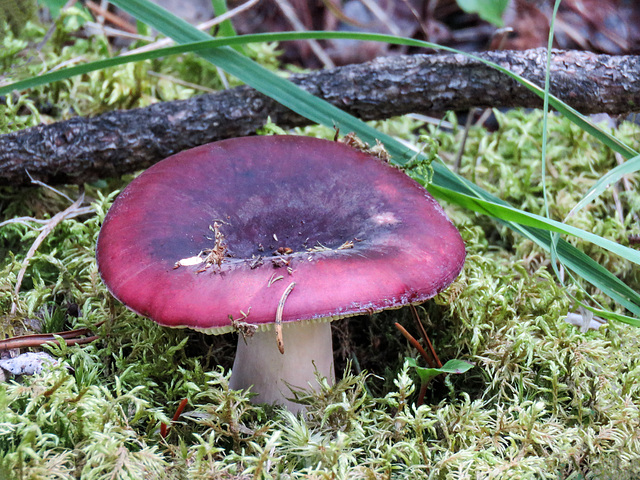 Russula sp.