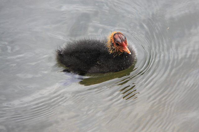 Coot chick