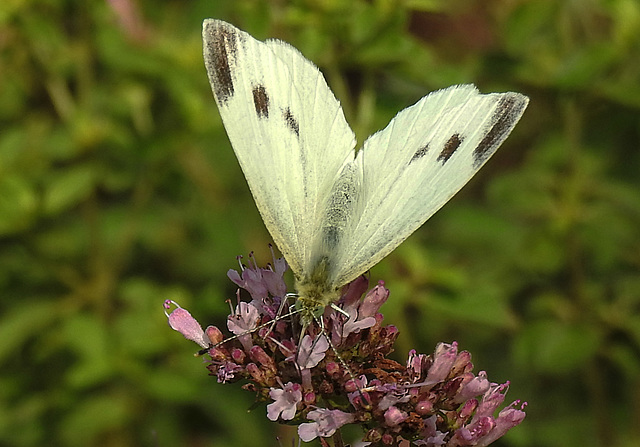 20210724 1922CPw [D~LIP] Dost (Origanum vulgare), Kleiner Kohlweißling (Pieris rapae), Bad Salzuflen