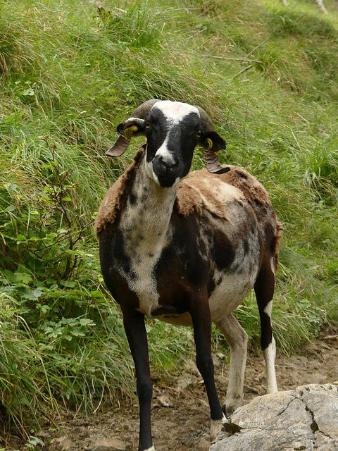 20210822 -0906 Ariège (796)