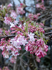 Frühlingsboten in Kallmünz