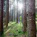 Die Waldstimmungen auf meinen Slow Trailweg in Millstatt Teil 2 :))  The forest moods on my slow trail in Millstatt part 2 :))  Les ambiances de la forêt sur mon slow trail à Millstatt partie 2 :))