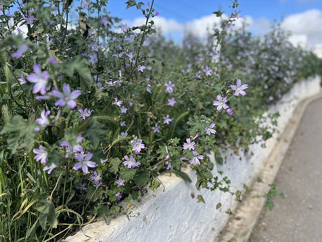 Malva sylvestris, Penedos, HWW