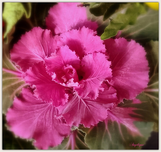 Fleur de chou ...Bonne journée et bon we mes ami(e)s❤️