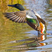Northern Shoveler takeoff