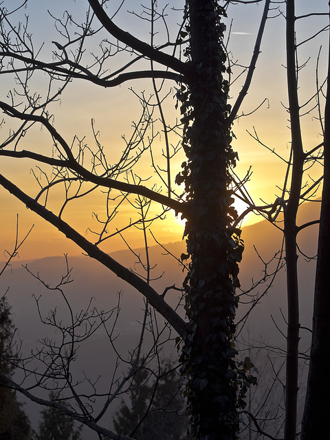 The sunset behind the tree