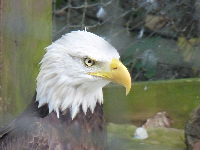 messerscharfer Blick