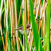 Reed warbler